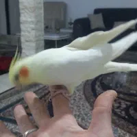 ماده اماده پنچ تخم|پرنده|شهریار, بکه|دیوار