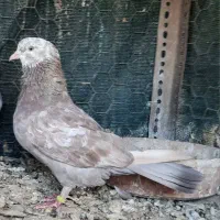 کبوتر گمشده