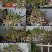 بنفشه آفریقایی،فیکوس،کاکتوس|گل و گیاه طبیعی|ملایر, |دیوار