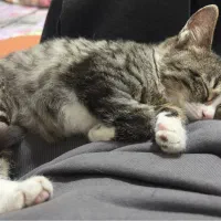 واگذاری بچه گربه