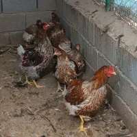 مرغ وخروس ویاندوت