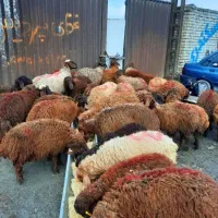 قابل توجه مشتریان *میش چاق و پربازده گوسفند/خونی