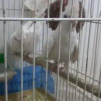 عروس هلندی البینو مولد تضمینی|پرنده|خوی, |دیوار