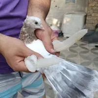 کفتر بهبهونی سینه  درجه یک|پرنده|شیراز, سعیدیه جنوبی|دیوار