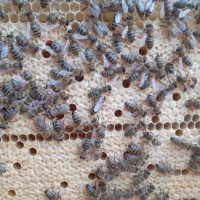 کندو زنبورعسل