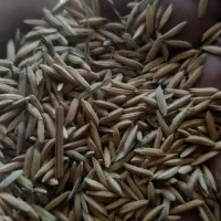 شالی ندا|خدمات باغبانی و درختکاری|گنبد کاووس, |دیوار