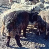 قوچ بختیاری|حیوانات مزرعه|صمصامی, |دیوار