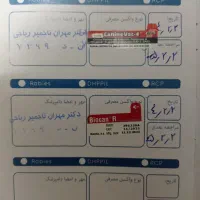 سگ اشتیبز تریر بازیگوش اروم|سگ|اصفهان, شهشهان|دیوار