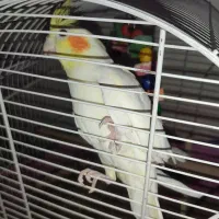 عروس هلندی مولد|پرنده|تهران, وحیدیه|دیوار