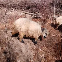 گوسفند|حیوانات مزرعه|کرمان, |دیوار