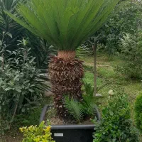 دو عدد سیکال فوق لوکس|گل و گیاه طبیعی|رودسر, |دیوار