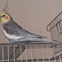 عروس هلندی نر