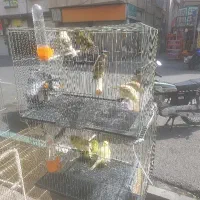 فروش قناری همه رنگ نر و ماده ماده برای سهره داریم