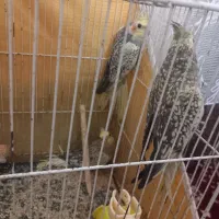 عروس هلندی|پرنده|مشهد, گلبرگ شمالی|دیوار