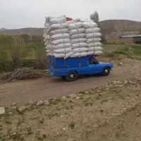 خریدار کاه گندم . کاه جو . جو . یونجه و کاه عدس