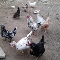 تخم مرغ نطفه دار گلین|حیوانات مزرعه|بومهن, |دیوار