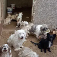 چهارعدد  سگ توافقی