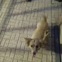سگ اشپیز