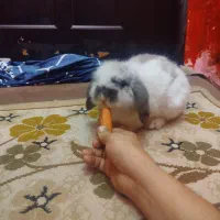 به علت نداشتن جا