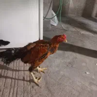 مرغ و خروس لاری