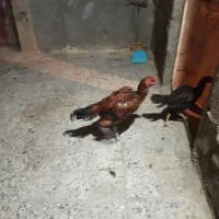 جوجه لاری و خروس لاری