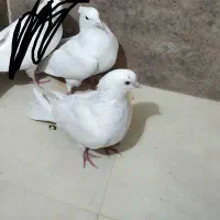 کفتر|پرنده|پاکدشت, پاکدشت (مامازند)|دیوار