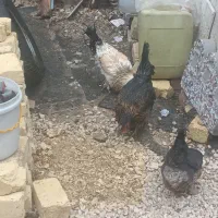 مرغ وخروش|حیوانات مزرعه|شیراز, کیان آباد|دیوار