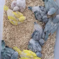 تعدادی راهب جوجه