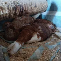 بوقلمون کرچ( به کر)|حیوانات مزرعه|سقز, |دیوار