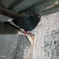 کفتر|پرنده|مشهد, الهیه|دیوار