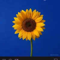 دستبند دوستی