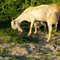 بز گلابی|حیوانات مزرعه|چغادک, |دیوار