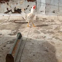 خروس ودو تا مرغ