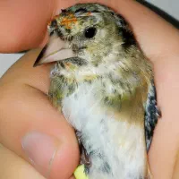 جوجه سهره نر نیم رنگ سینه طلایی