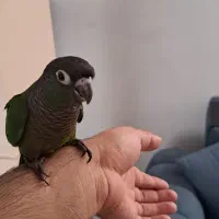 گرینچیک فوق دستی و مهربون