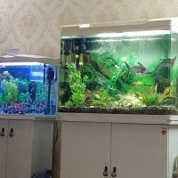 ماهی کوپی ،شکم پر و مولد|ماهی|مشهد, فدک|دیوار