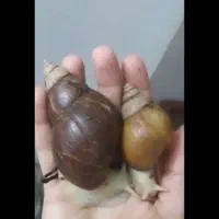 حلزون  مولد دانه ای  ۱۲۰ تومان