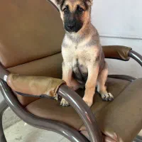 توله 3 ماه ژرمن|سگ|برخوار, |دیوار