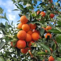 پرتقال خونی  تاراکو