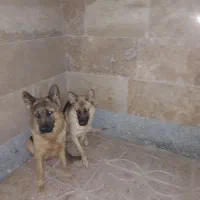 دو تا سگ ژرمن