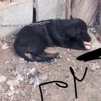 توله سگ پاکوتاه