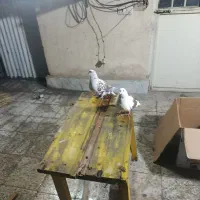 یک جفت نر ماده به فروش می‌رسد