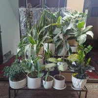 گل و گیاه