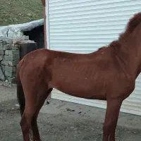 قاطر