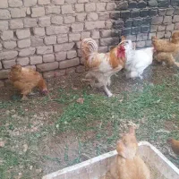 خروس و مرغ برهما