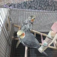 عروس هلندی نژاد خاکستری