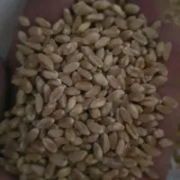 گندم بذری