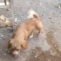 واگذاری توله سگ خانگی خارجی