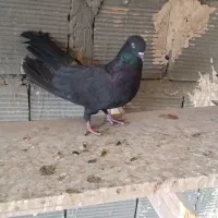 کفتر اصفهانی درجه یک