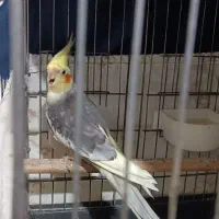 عروس هلندی سخنگو